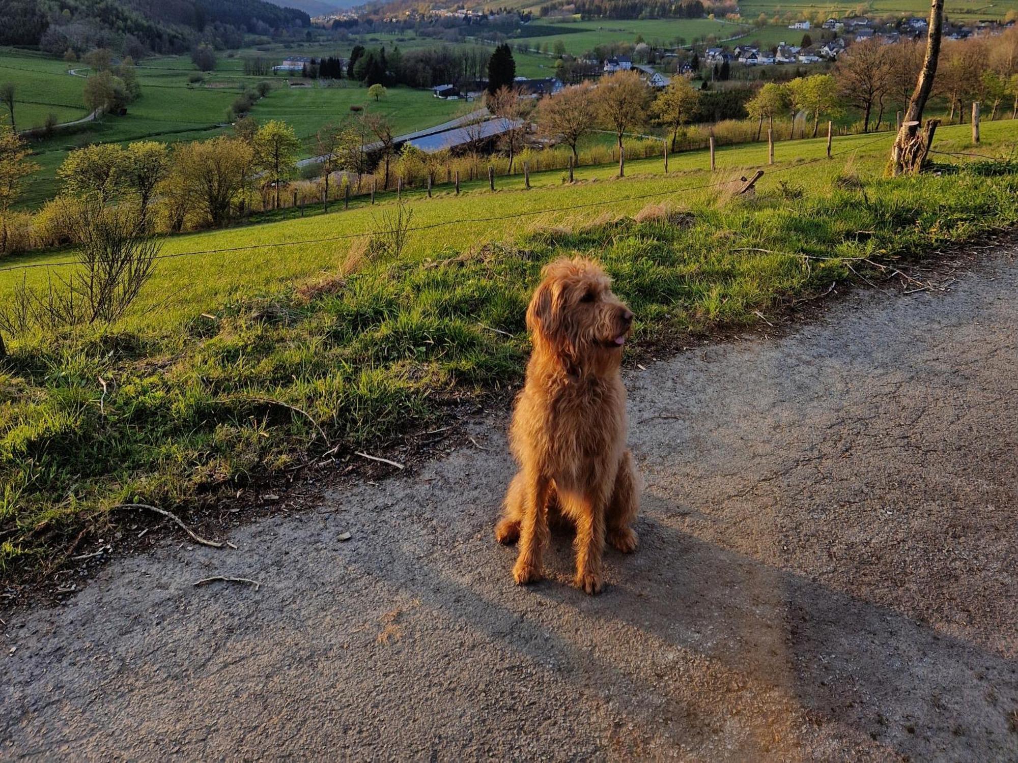 Ferienwohnung Fuchsbau Mit Kamin & Terrasse & Hunde Winterberg Eksteriør billede